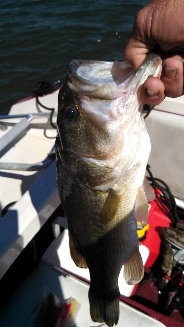 Largemouth bass in West Okoboji