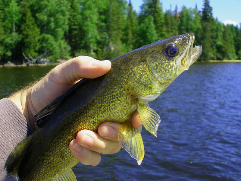Walleye in South Dakota
