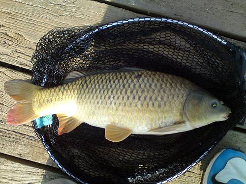 Common carp in Wisconsin