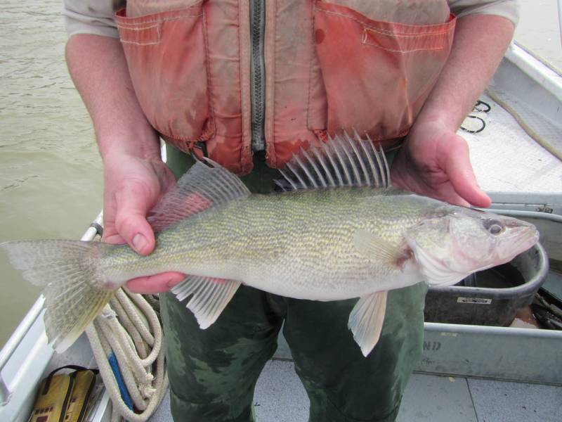 Walleye in Minnesota
