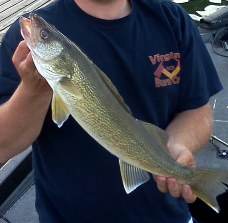 Walleye in Wisconsin