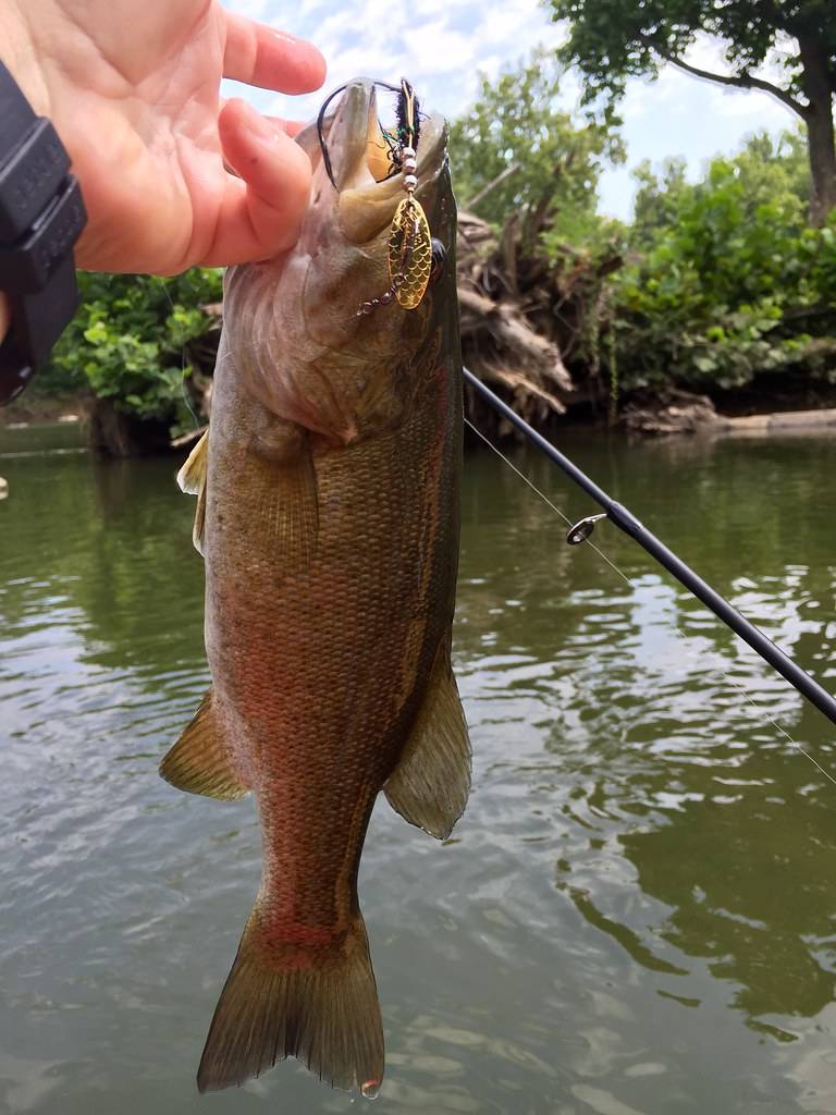 Smallmouth bass in Frostproof
