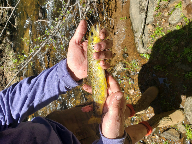 Brown trout in Los Alamos
