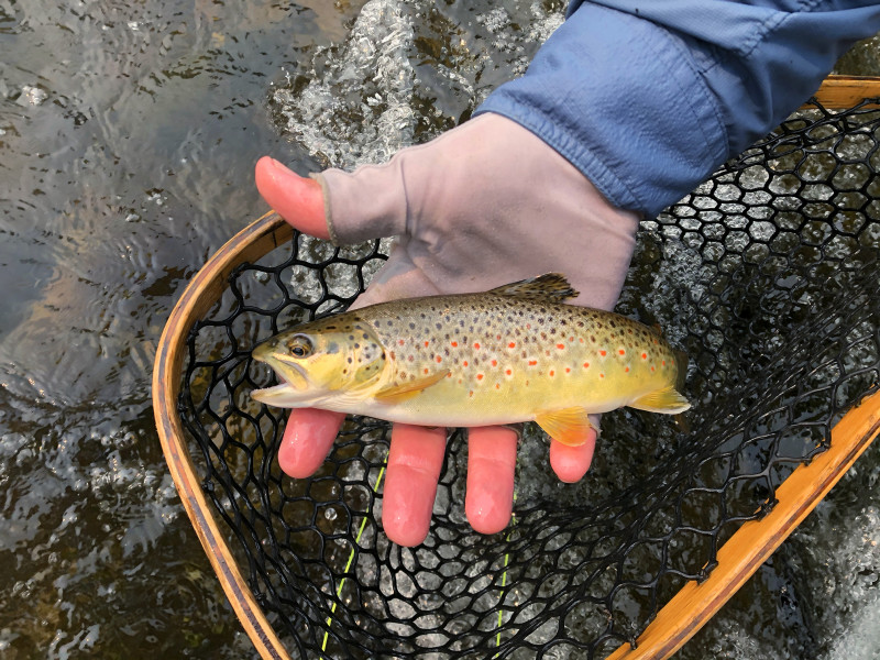 Brown trout in Montana