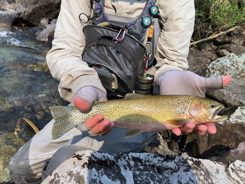 Cutthroat trout in Montana