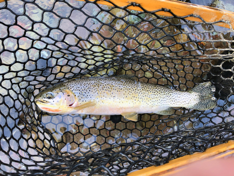 Brown trout in Montana