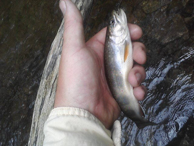 Brook trout in Virginia