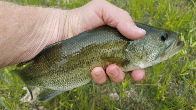 Largemouth bass in Flushing