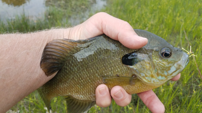 Bluegill in Flushing