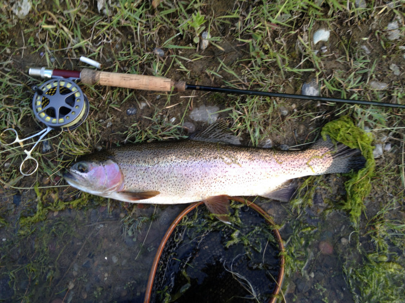 Rainbow trout in Montana