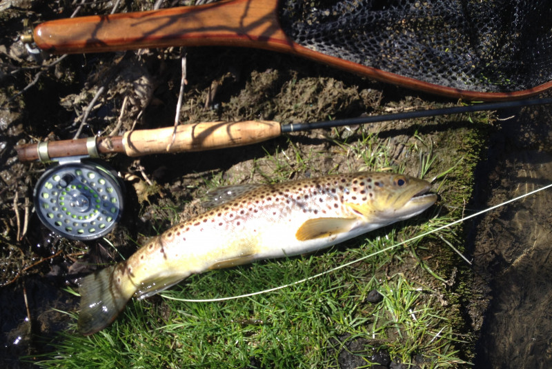 Brown trout in State College