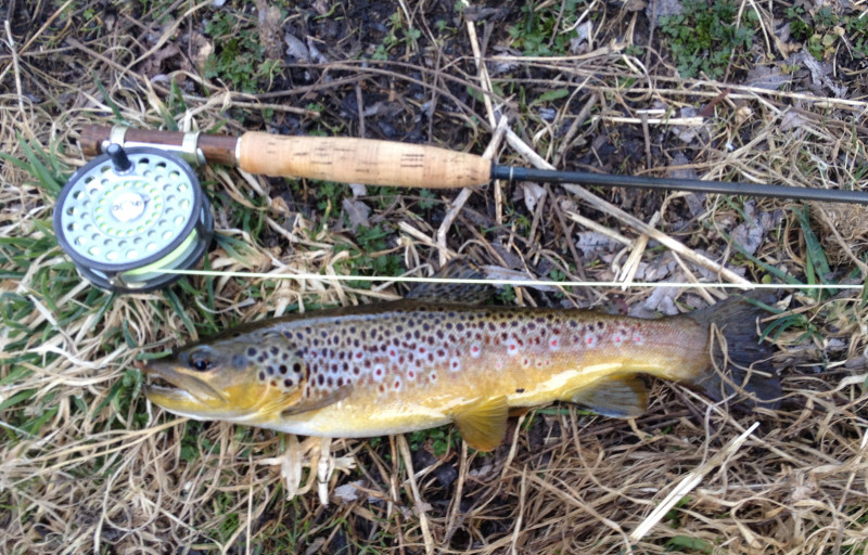 Brown trout in State College