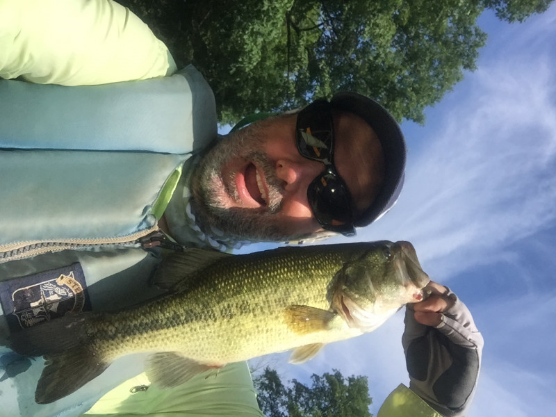 Largemouth bass in Hamburg
