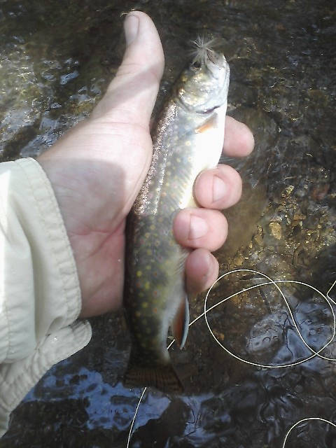 Brook trout in Virginia