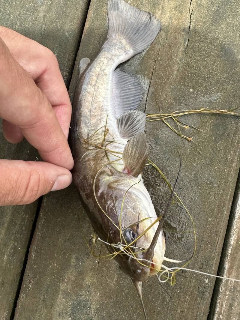 Brown bullhead in Wisconsin