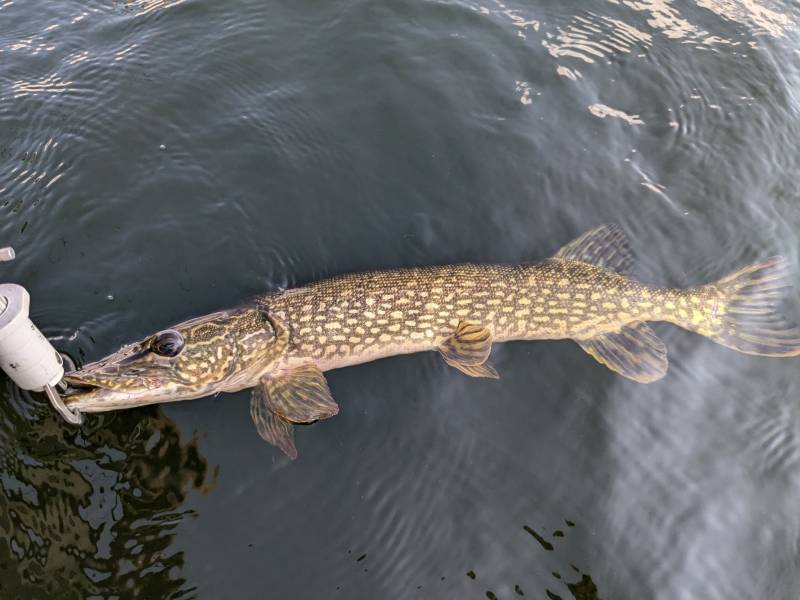 Northern pike in Wisconsin