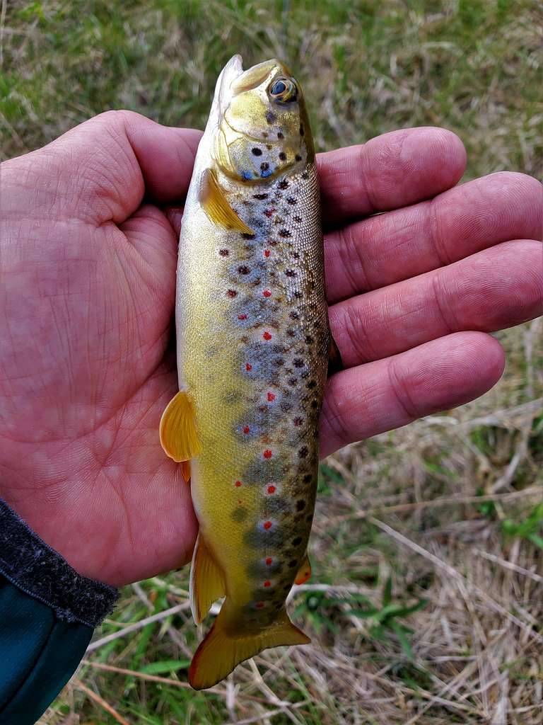 Brown trout in Minnesota